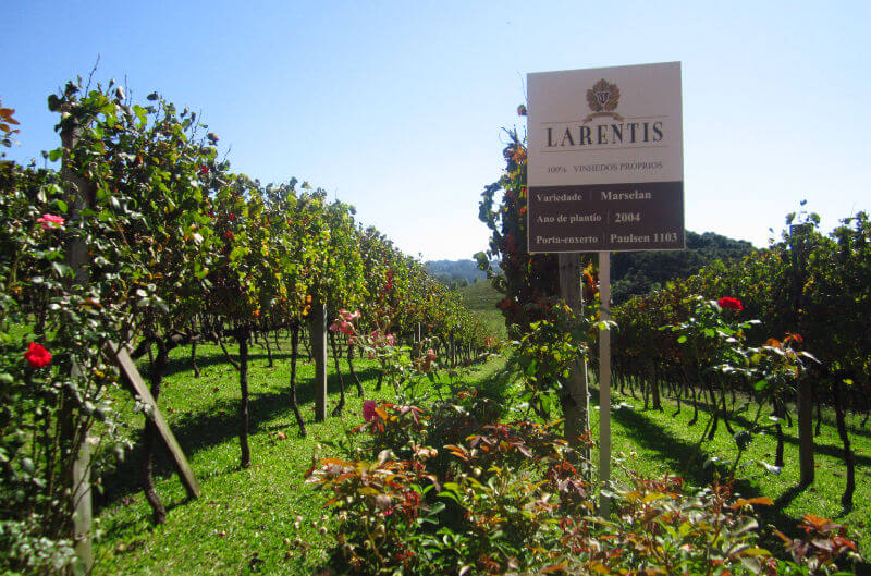 larentis-vinhedos