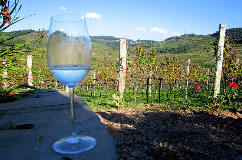 vinhedos-casa-valduga