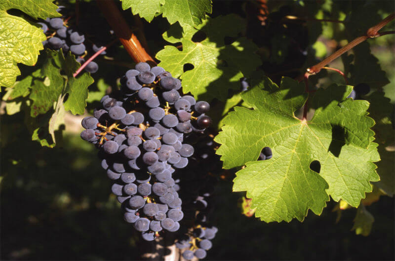 uva cabernet sauvignon
