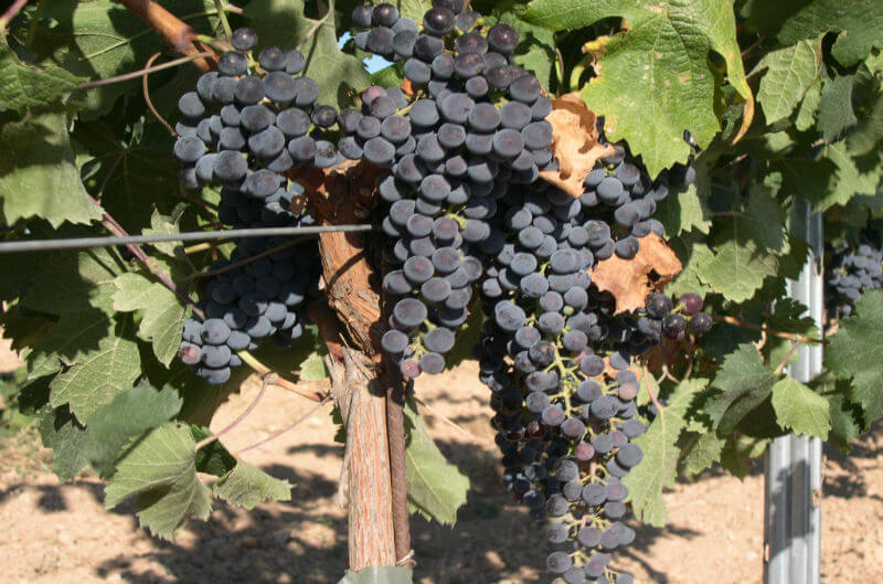 uva merlot