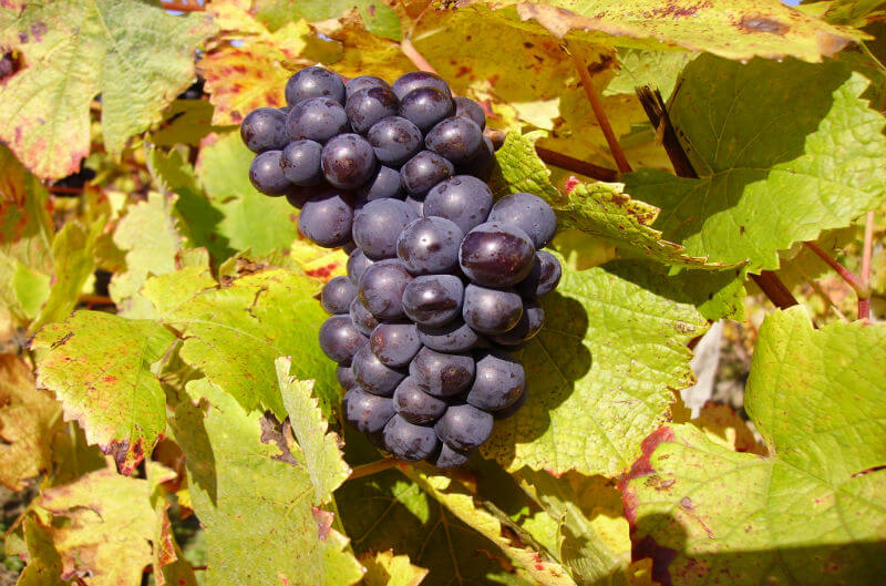 uva pinot noir