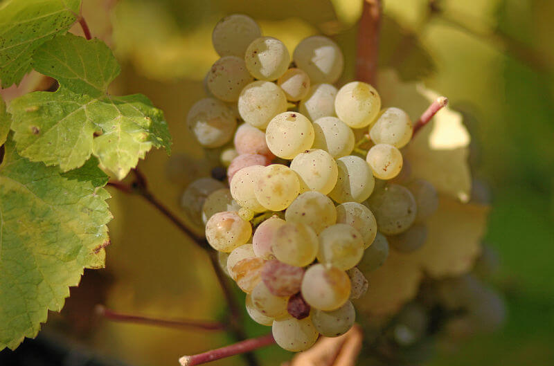 uva riesling