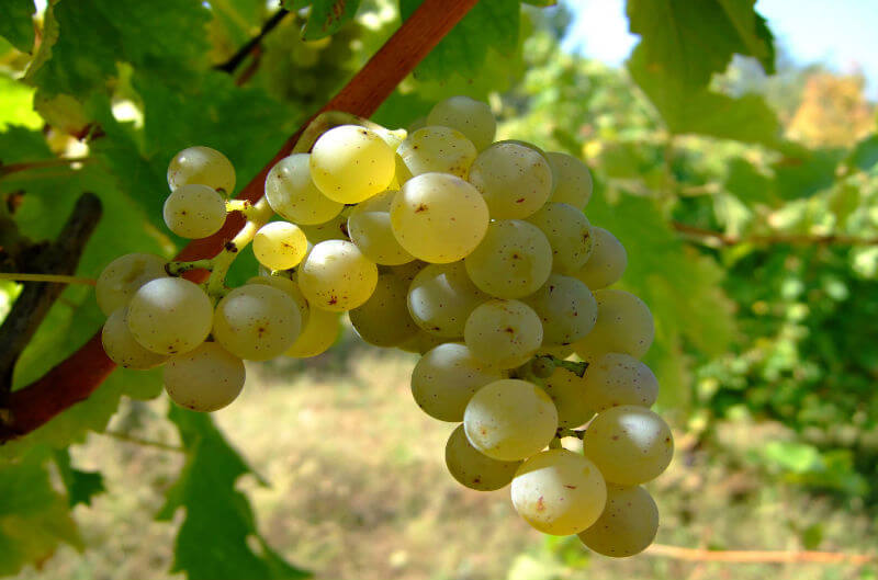 uva sauvignon blanc