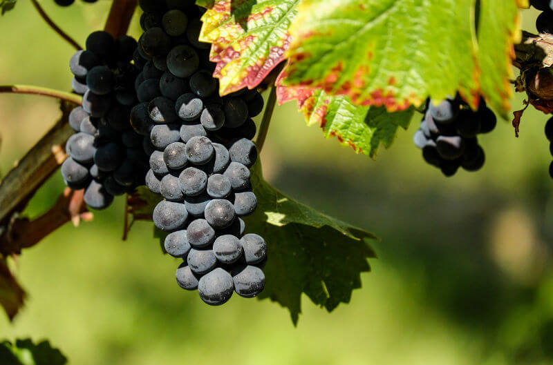 variedades de uvas