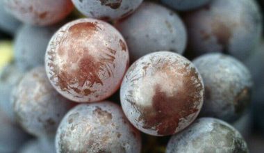 cacho de uvas viniferas