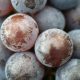 cacho de uvas viniferas