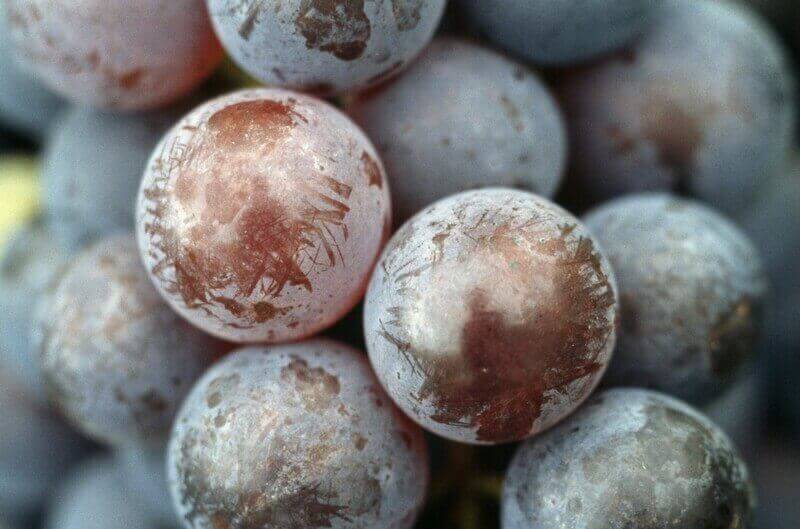 cacho de uvas viniferas