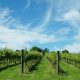 terroir