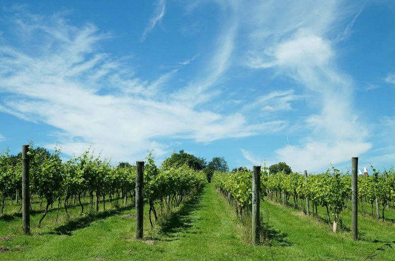 terroir