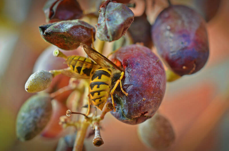 insetos em uvas