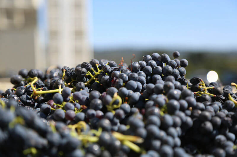 uvas tintas