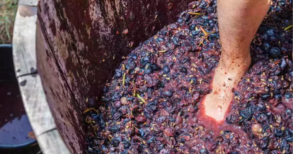 Pés pisando uvas tintas para fazer vinhos em Portugal