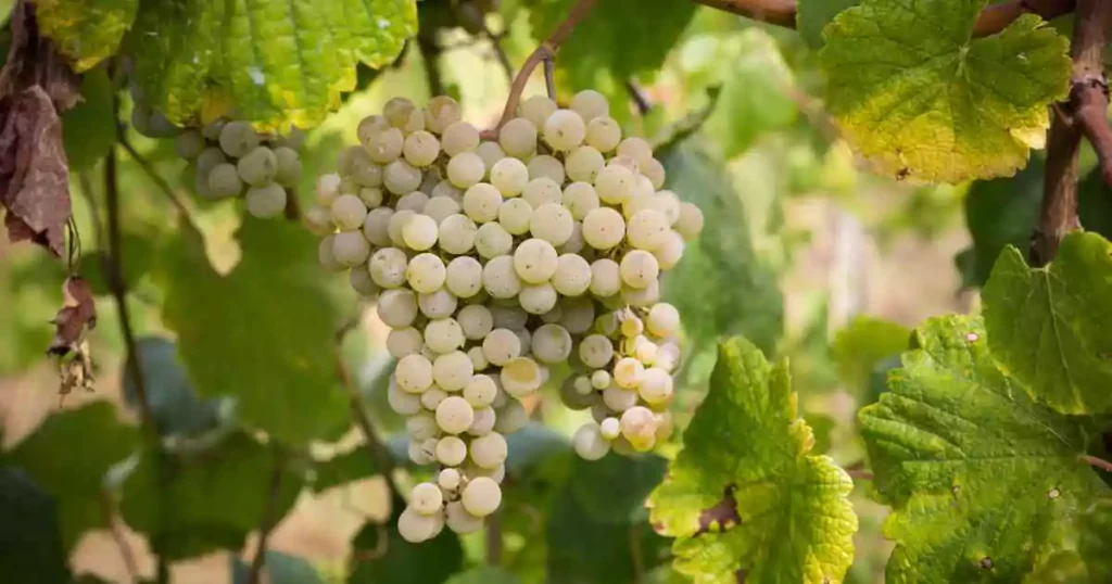 Cacho de uvas brancas da variedade portuguesa Alvarinho