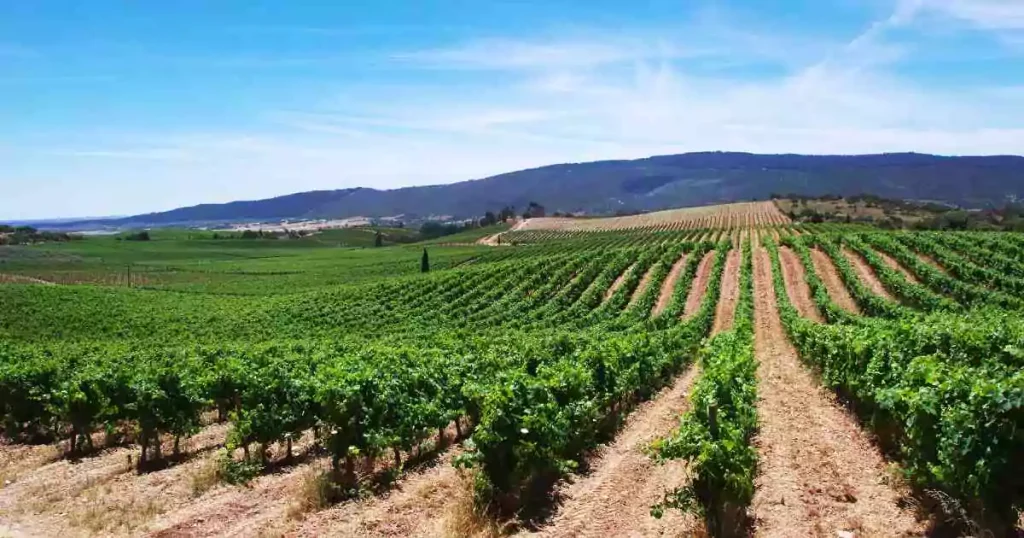 Vinhedo na região portuguesa do Alentejo