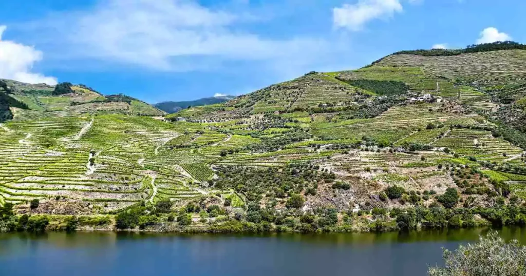 Vinhedo na região portuguesa do Douro