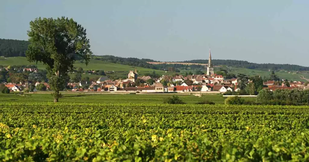Vinhedos em um terreno plano com casas ao fundo, na região vinícola da Borgonha, na França.