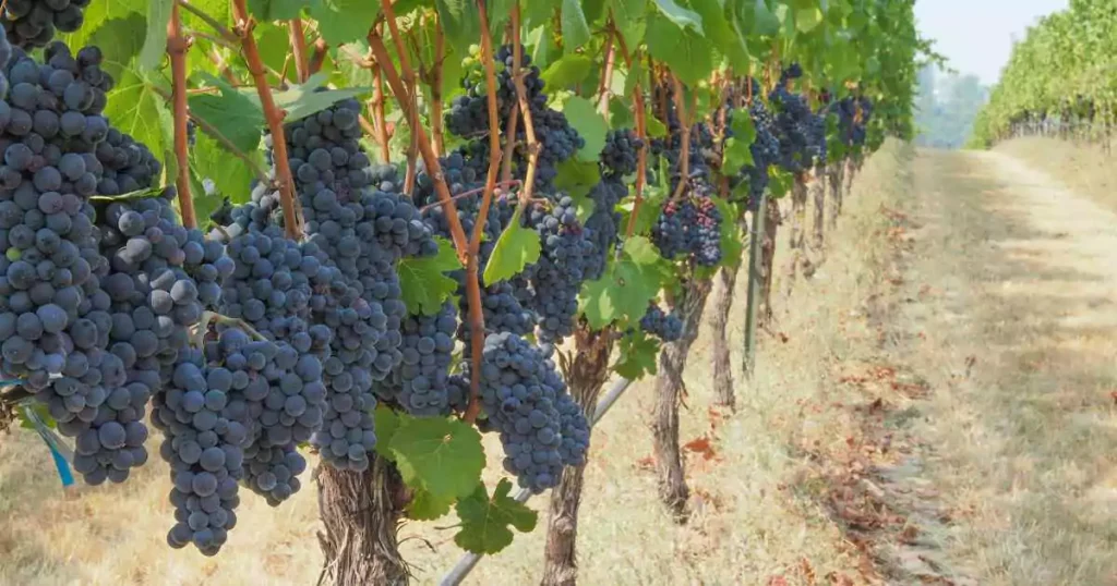 Cachos de uva Pinot Noir dispostas em fileira em um vinhedo na França