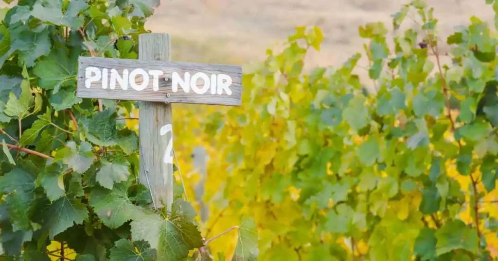 Placa de madeira com a escrita "Pinot Noir" em frente a um vinhedo na França.