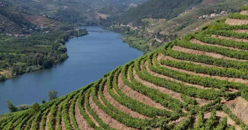 Vinhedos dispostos em Socalcos às margens do Rio Douro