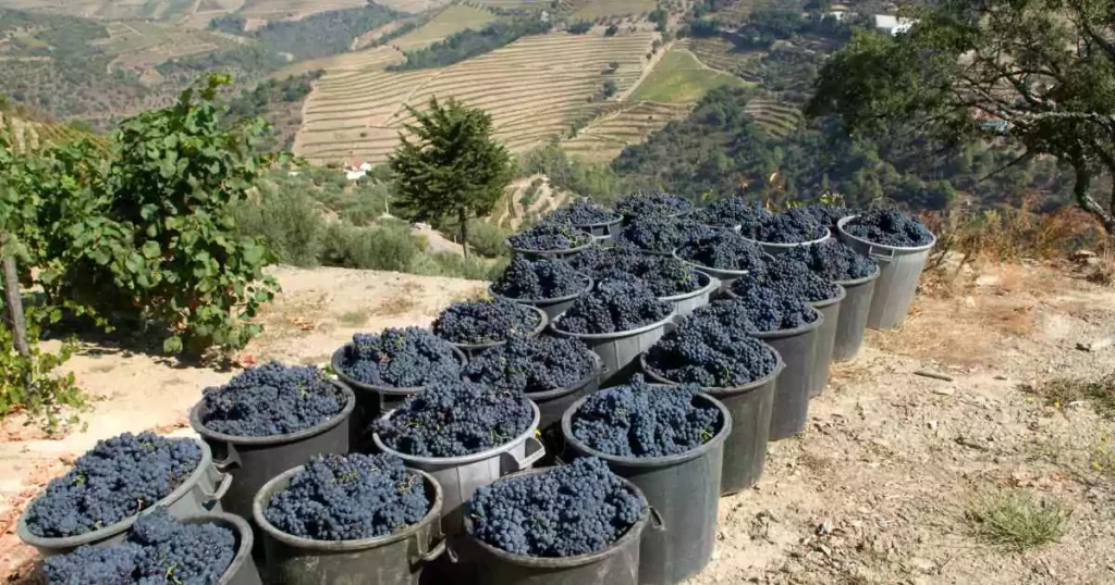 Caixas cheias de uvas tintas após colheita na região vinícola do Douro.